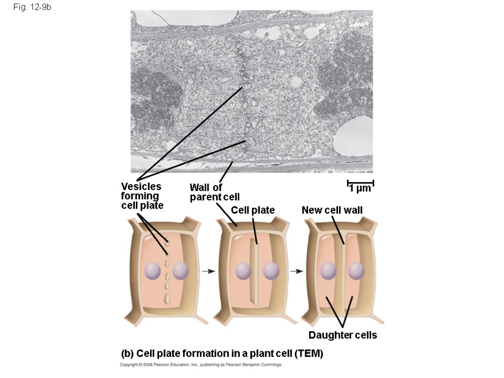 Fig. 12-9b Daughter cells (b) Cell plate formation in a plant cell (TEM) Vesicles